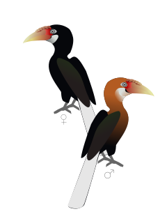 Narcondam hornbill