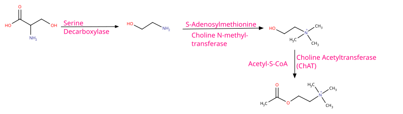 File:Acetylcholine biosynthesis.svg