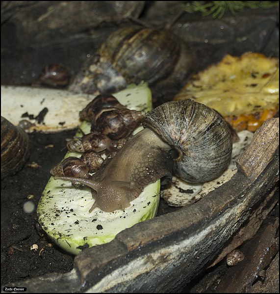 File:Achatina-fulica-Jerusalem-Biblical-Zoo-IZE-938a.jpg