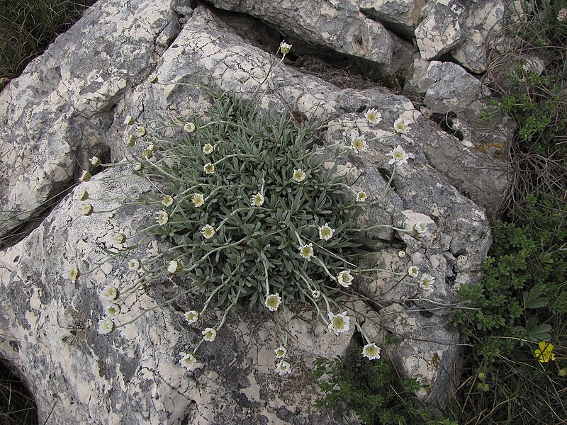 File:Achillea ageratifolia (Sibth. & Sm.) Boiss.jpg