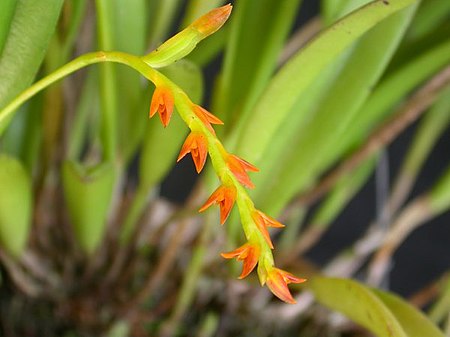 Acianthera_ochreata