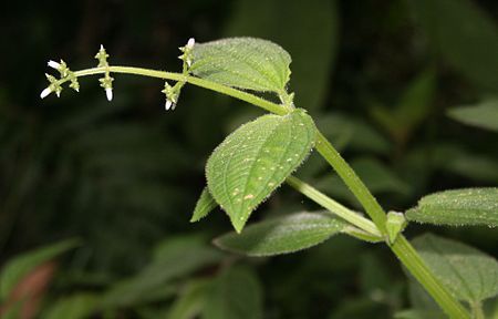 Aciotis rubricaulis