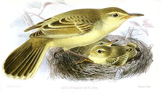 Southern Marquesan reed warbler Species of bird