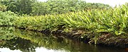 Rio Suarez at Cahuita National Park