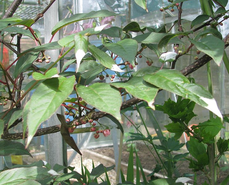 File:Actinidia tetramera maloides - Flickr - peganum (3).jpg