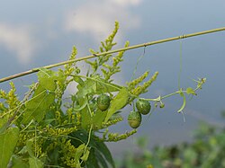 Zehneria japonica