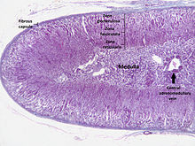 Section of human adrenal gland under the microscope, showing its different layers. From the surface to the center: zona glomerulosa, zona fasciculata, zona reticularis, medulla. In the medulla, the central adrenomedullary vein is visible. Adrenal cortex labelled.jpg