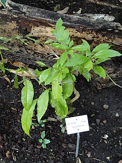 Aeglopsis sp.  - Orto Botanico di Lione - DSC05362.JPG