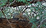 Thumbnail for File:African Wild Cat (Felis lybica) (6549472015).jpg