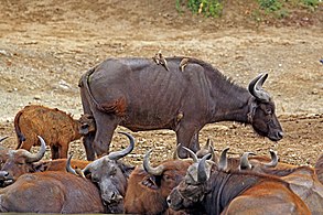 African buffalo (Syncerus caffer) calf 2 weeks suckling.jpg