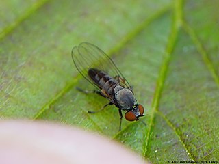 <i>Agathomyia antennata</i> Species of fly