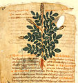 Pseudo-Apuleius Kassel 9. Jh. herba agrimonia
