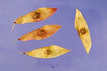 Photographie en couleurs présentant en gros plan des samares fusiformes, de couleur brun clair.