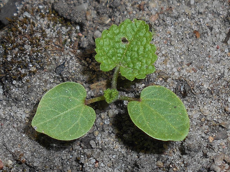 File:Alcea rosea 2018-04-30 9854.jpg