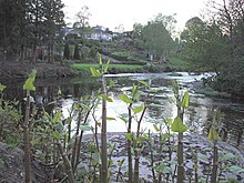 Invasive plants at Cranny, Omagh Alien plants at Cranny, Omagh - geograph.org.uk - 415678.jpg