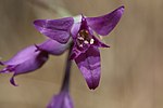 Allium acuminatum 2885. 
 JPG