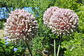 * Nomination Three blooming flower heads of Leek (Allium ampeloprasum) --SKas 18:08, 10 November 2015 (UTC) * Promotion Good quality. --Poco a poco 21:02, 10 November 2015 (UTC)