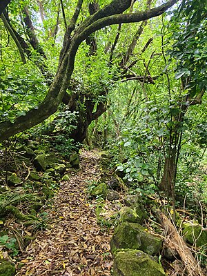 Almorah Rock Forest