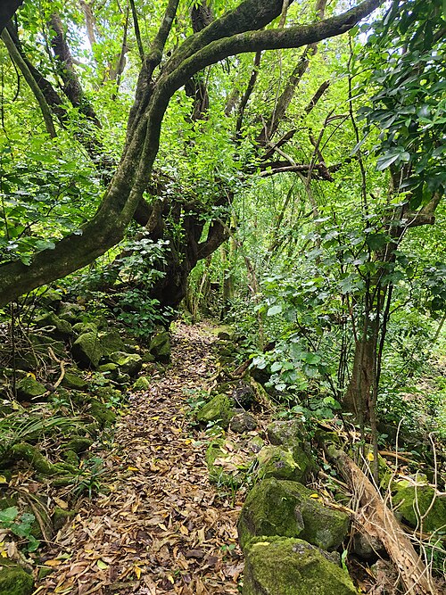 The Almorah Rock Forest is a rare biome in the Auckland Region, formed in low-soil areas on the volcanic rock deposits of Maungawhau / Mount Eden. Cur