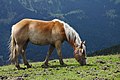 Grasendes Pferd auf einer Alm