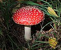 * Nomination Fly agaric (Amanita muscaria) (1) -- George Chernilevsky 21:56, 14 November 2018 (UTC) * Promotion Good quality. --MB-one 22:57, 14 November 2018 (UTC)