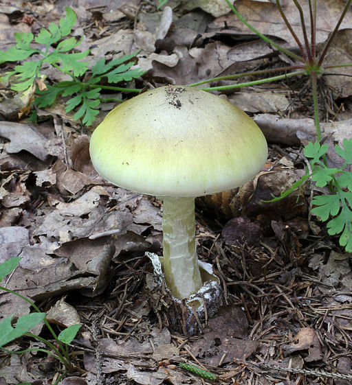 Death Cap Mushroom