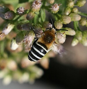 White banded fur bee Amegilla quadrifasciata (syn.Anthophora quadrifasciata)