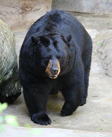 File:AmericanBlackBear1 CincinnatiZoo.jpg