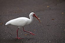 Adult American white ibis on pavement outside of Orlando, Florida American White Ibis.jpg