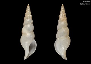 <i>Amiantofusus candoris</i> Species of gastropod