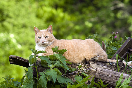 European Shorthair Wikiwand