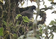 Andean Guan (Penelope montagnii).jpg