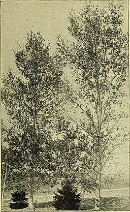 Italian poplars infected with rust, 1914