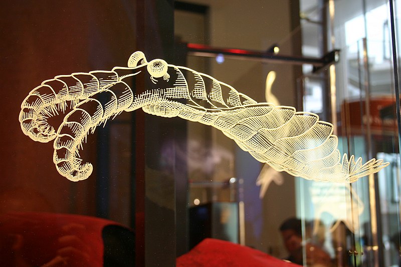 File:Anomalocaris canadensis2.jpg