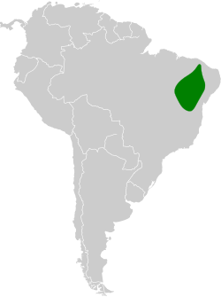 Distribución geográfica del ermitaño coliancho.