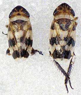 <i>Anoscopus albifrons</i> Species of insect