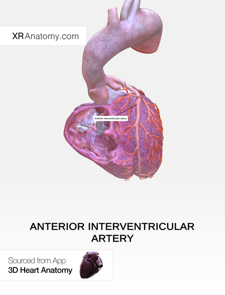 File:Anterior interventricular artery 2.png
