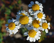 Anthemis maritima, Frontignan.jpg