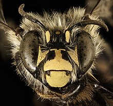 Anthophora ursina, f, Gesicht, Hardy Co, WV 2016-03-22-11.45 (25740060304) .jpg