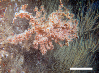 <i>Antipathozoanthus</i> Genus of corals