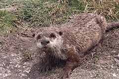 Description de l'image Aonyx capensis ssp. capensis.jpg.