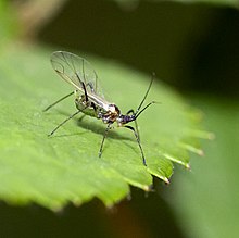 Aphid (Aphididae)