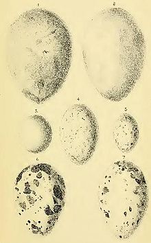 5: egg Aplonis fuscus eggs.jpg