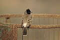 * Nomination Red-vented Bulbul in the Aravalli Biodiversity Park Gurgaon, Haryana, India By User:Shankar Raman --PJeganathan 06:47, 26 June 2017 (UTC) * Promotion Good quality.PumpkinSky 14:55, 28 June 2017 (UTC)