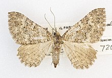 Archirhoe neomexicana -72059, det. R. Hannawacker, Grand Canyon Village, Grand Canyon, Arizona, 8 July 1951, Louis Schellbach III (49550046357).jpg