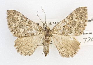 <i>Archirhoe neomexicana</i> Species of moth