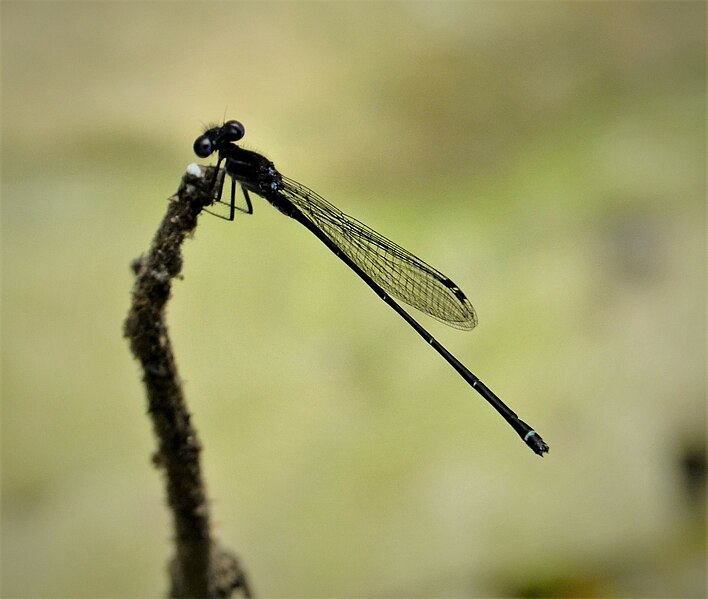 File:Argia translata (29048609348).jpg