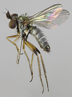 <i>Argyra vestita</i> Species of fly