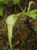 Arisaema longipedunculatum 2.JPG