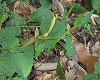 Aristolochia lutea